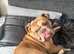 Gorgeous Bella needs a new home