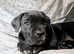 8 week old female cane corso puppies