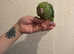 Hand reared ringneck