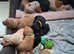 Beautiful Labrador retriever puppies