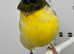 Beautiful Male Gloster Canary for sale