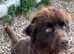 Brown Newfoundland female for rehoming