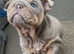 Gorgeous English Bulldog Puppies KC Pedigree