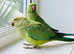 Stunning young green Indian ringnick parrot