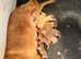 Fox red health checked Labrador pups