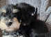 Stunning littler Miniature Schnauzer