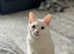 Cat for sale