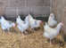5 LARGE LIGHT SUSSEX HENS 18 WEEKS