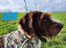 German Wired Hair Pointer Puppies