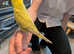 Budgie. Hand tamed baby budgie for sale