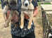 Whippet / collie pups