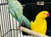 Baby blue and yellow Ringneck Parrot