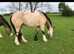 Dun Irish cob