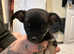 Tea Cup chihuahua puppies Brown and Black