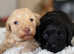 MALTIPOO PUPPIES AVAILABLE