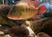 Red terror cichlids