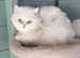 Beautiful Pedigree Chinchilla Persian Kitten.