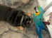 6 year old macaw