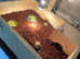 Baby Tortoise - with fully set up new home & accessories