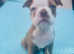 Boston terrier X bulldog