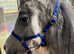 Cute grey filly