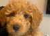 Gorgeous Cavapoo puppies