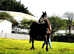 Thoughbred gelding