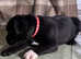 staffordshire bull terriers, kc registered, champion bloodlines