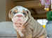 KC Reg English Bulldog