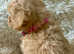 Beautiful loving Cavapoochon's