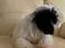Stunning boy cavapoo for sale