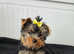 Yorkshire terrier KC.REG.PEDIGREE 1 BOY AVAILABLE