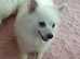 Russian chihuahuas cross pomeranian female puppies