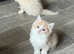 Ragdoll male kitten ready now