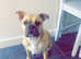 4 year old male frug