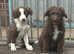 Gorgeous Colliedoole puppies for sale