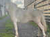 Lemon & white mini Shetland Colt
