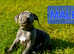 Stunning blue Staffordshire Bull Terrier puppies