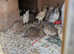 Quail at 5 weeks of age.