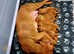Kc wirehaired vizsla puppies