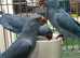 Stunning baby blue indian ringnick parrot