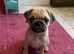 Pug - for rehoming