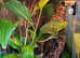 Crested geckos/Axolotls amazing colours and form