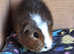 Baby Guinea pigs for sale