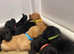 Yellow & Black Labradors - KC reg - Fully Health Tested - Girls and boys.