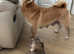 3/4 Japanese Shiba Inu boys