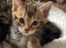 Half Bengal kittens for sale