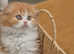 Long hair Scottish Folds