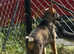 Well bred KC register German shepherd puppies