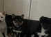 KC registered Shiba Inu Puppies Ready to Leave